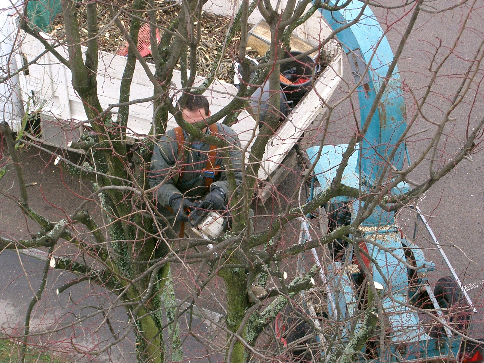 Chantier élagage 1