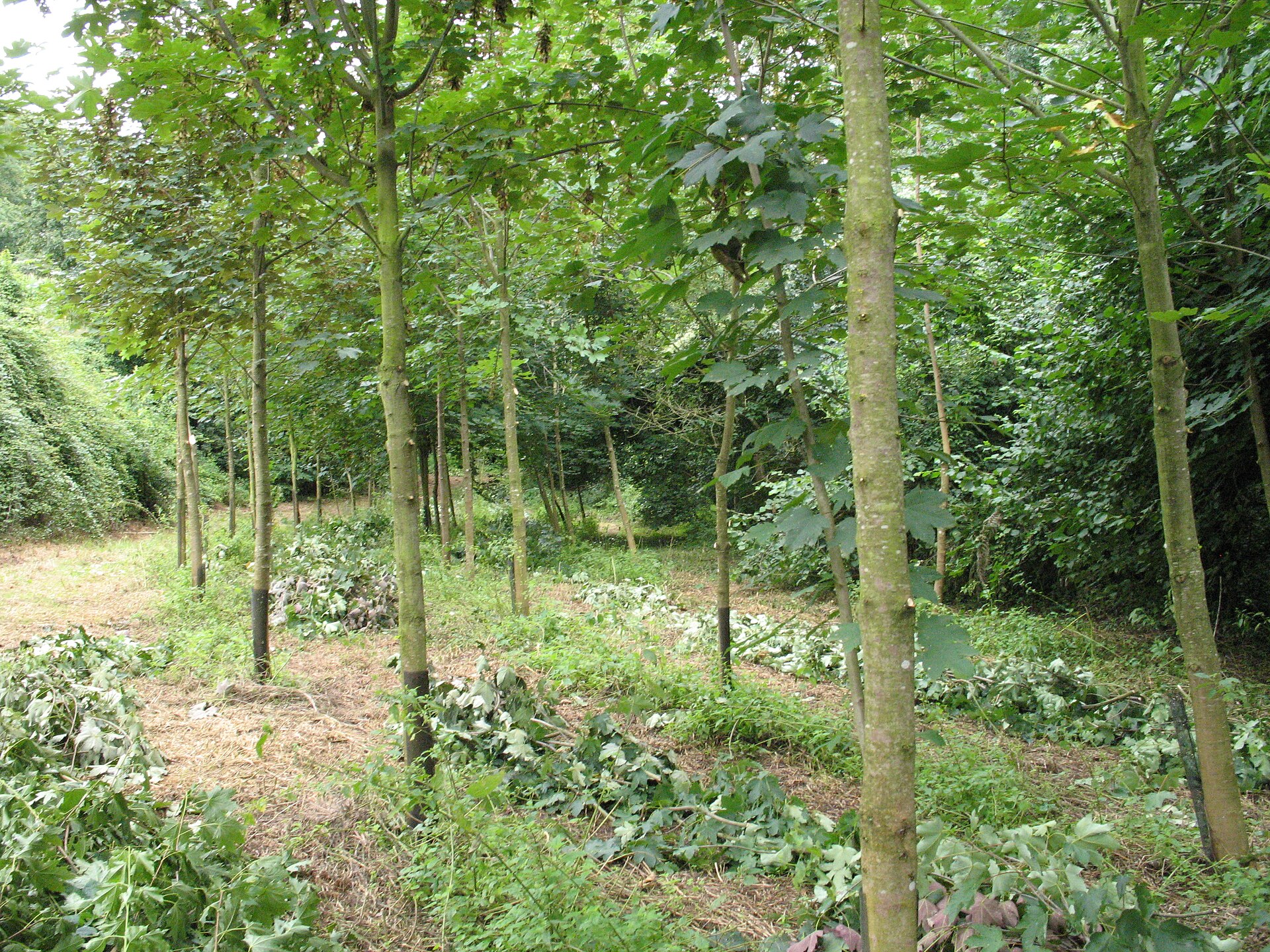 Chantier élagage 2