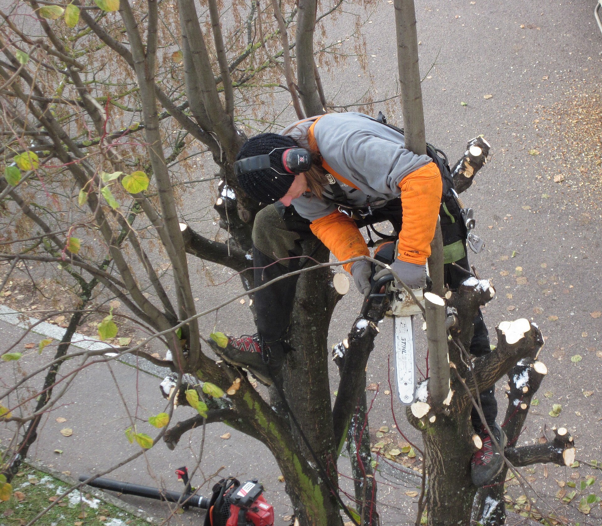 Chantier élagage 3